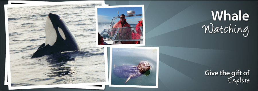 Whale Watching Adventure Tour for One - Victoria, BC - $89